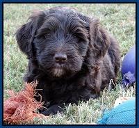 Paris Gus pups 6 wks old 92