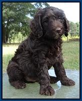 Paris Gus pups 7 wks old 11