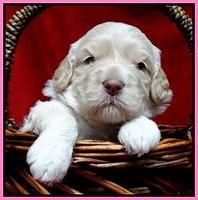 Paris Gus pups 3 wks old 059