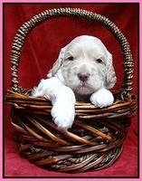 Paris Gus pups 3 wks old 060