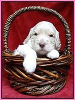 Paris Gus pups 3 wks old 061