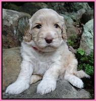 Paris Gus pups 4 wks old 013