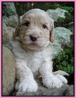 Paris Gus pups 4 wks old 014