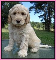 Paris Gus pups 7 wks old 41