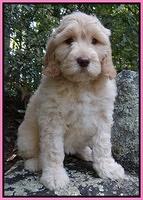 Paris Gus pups 8 wks old #3 016