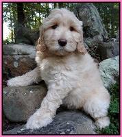 Paris Gus pups 8 wks old #4 010