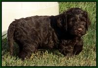 Paris Gus pups 5 wks old 201