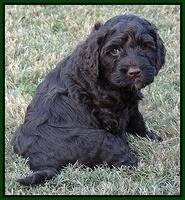 Paris Gus pups 6 wks old 72