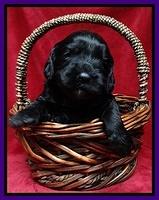 Paris Gus pups 3 wks old 088