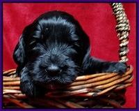Paris Gus pups 3 wks old 094