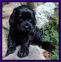 Paris Gus pups 4 wks old 032