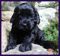 Paris Gus pups 4 wks old 033
