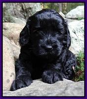 Paris Gus pups 4 wks old 036