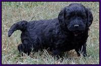 Paris Gus pups 5 wks old 261