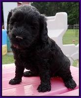 Paris Gus pups 5 wks old 271