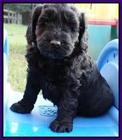 Paris Gus pups 5 wks old 281