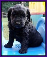 Paris Gus pups 5 wks old 291