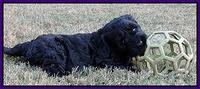 Paris Gus pups 6 wks old 182