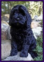 Paris and Gus pups 8 wks old #9 008