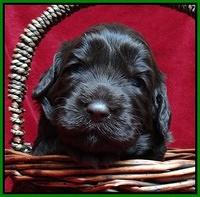 Paris Gus pups 3 wks old 103