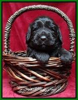 Paris Gus pups 3 wks old 105