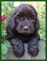 Paris Gus pups 6 wks old 173