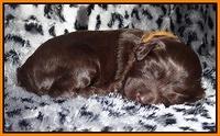 Paris Gus pups 2 wks old 103