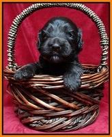 Paris Gus pups 3 wks old 121