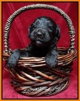 Paris Gus pups 3 wks old 122