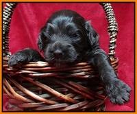Paris Gus pups 3 wks old 125