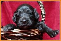 Paris Gus pups 3 wks old 128