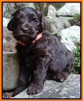 Paris Gus pups 4 wks old 058