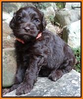 Paris Gus pups 4 wks old 060