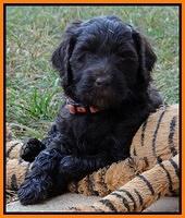 Paris Gus pups 5 wks old 401