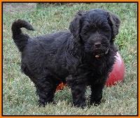 Paris Gus pups 6 wks old 132