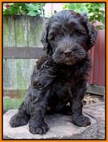 Paris Gus pups 6 wks old 183