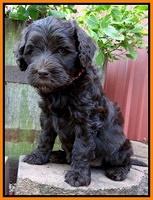 Paris Gus pups 6 wks old 203