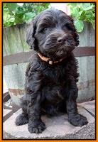 Paris Gus pups 6 wks old 213