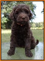 Paris Gus pups 7 wks old 191