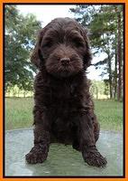 Paris Gus pups 7 wks old 201