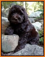 Paris Gus pups 8 wks old 81
