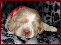Paris Gus pups 2 wks old 116