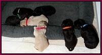 Paris Gus pups 2 wks old 007