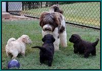 Paris Gus pups 5 wks old 571