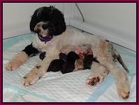 Paris and Gus pups newborn 047