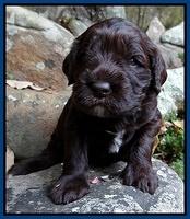 Coco Champ pups 3 wks old 006