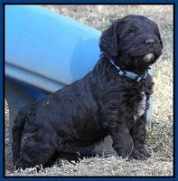 Coco Champ pups 5 wks old 51