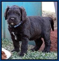 Coco Champ pups 5 wks old 71