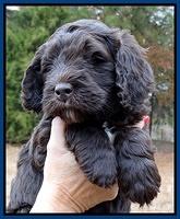 Coco Champ pups 6 wks old 035