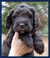Coco Champ pups 6 wks old 041